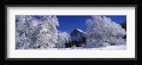 Half Dome, Yosemite National Park, Mariposa County, California Fine Art Print