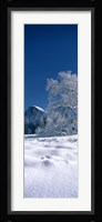 Oak tree and rock formations covered with snow, Half Dome, Yosemite National Park, Mariposa County, California, USA Fine Art Print