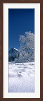 Oak tree and rock formations covered with snow, Half Dome, Yosemite National Park, Mariposa County, California, USA Fine Art Print