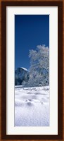 Oak tree and rock formations covered with snow, Half Dome, Yosemite National Park, Mariposa County, California, USA Fine Art Print