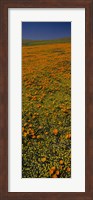 Orange Wildflowers, California Fine Art Print