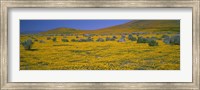 Yellow Wildflowers on a landscape, California Fine Art Print