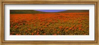Orange Wildflowers on a landscape, California Fine Art Print