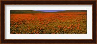Orange Wildflowers on a landscape, California Fine Art Print