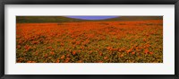 Orange Wildflowers on a landscape, California Fine Art Print