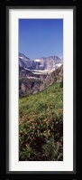 Alpine wildflowers on a landscape, US Glacier National Park, Montana, USA Fine Art Print