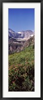 Alpine wildflowers on a landscape, US Glacier National Park, Montana, USA Fine Art Print