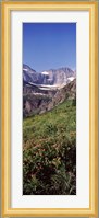 Alpine wildflowers on a landscape, US Glacier National Park, Montana, USA Fine Art Print