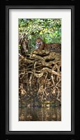 Jaguar resting at the riverside, Three Brothers River, Meeting of the Waters State Park, Pantanal Wetlands, Brazil Fine Art Print