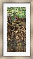Jaguar resting at the riverside, Three Brothers River, Meeting of the Waters State Park, Pantanal Wetlands, Brazil Fine Art Print