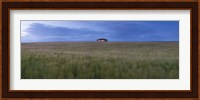 Barley field with a house in the background, Orkney Islands, Scotland Fine Art Print