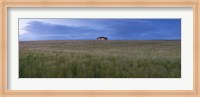 Barley field with a house in the background, Orkney Islands, Scotland Fine Art Print