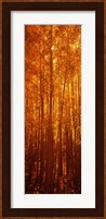 Aspen trees at sunrise in autumn, Colorado (vertical) Fine Art Print