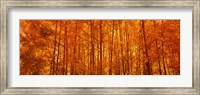 Aspen trees at sunrise in autumn, Colorado (horizontal) Fine Art Print
