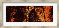 Low angle view of trees at sunrise, Colorado, USA Fine Art Print