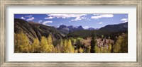 Aspen trees with mountains in the background, Colorado, USA Fine Art Print