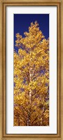 Low angle view of aspen trees in autumn, Colorado Fine Art Print