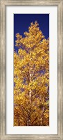 Low angle view of aspen trees in autumn, Colorado Fine Art Print