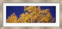 Aspen trees against a Blue Sky, Colorado Fine Art Print