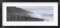 Chinstrap penguins marching to the sea, Bailey Head, Deception Island, Antarctica Fine Art Print