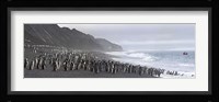 Chinstrap penguins marching to the sea, Bailey Head, Deception Island, Antarctica Fine Art Print