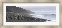 Chinstrap penguins marching to the sea, Bailey Head, Deception Island, Antarctica Fine Art Print