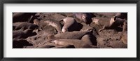 Elephant seals on the beach, San Luis Obispo County, California Fine Art Print