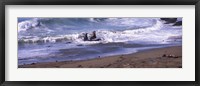 Elephant seals in the sea, San Luis Obispo County, California, USA Fine Art Print