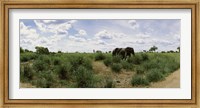 African elephants (Loxodonta africana) in a field, Kruger National Park, South Africa Fine Art Print