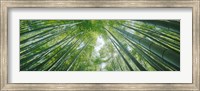 Low angle view of bamboo trees, Hokokuji Temple, Kamakura, Kanagawa Prefecture, Kanto Region, Honshu, Japan Fine Art Print