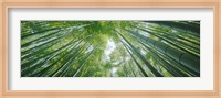 Low angle view of bamboo trees, Hokokuji Temple, Kamakura, Kanagawa Prefecture, Kanto Region, Honshu, Japan Fine Art Print
