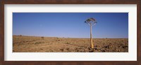 Lone Quiver tree (Aloe dichotoma) in a field, Fish River Canyon, Namibia Fine Art Print