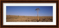 Lone Quiver tree (Aloe dichotoma) in a field, Fish River Canyon, Namibia Fine Art Print