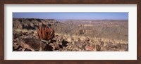 Aloe growing at the edge of a canyon, Fish River Canyon, Namibia Fine Art Print