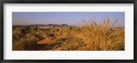 Grass growing in a desert, Namib Rand Nature Reserve, Namib Desert, Namibia Fine Art Print