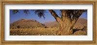 Camelthorn tree (Acacia erioloba) with mountains in the background, Brandberg Mountains, Damaraland, Namib Desert, Namibia Fine Art Print
