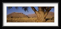 Camelthorn tree (Acacia erioloba) with mountains in the background, Brandberg Mountains, Damaraland, Namib Desert, Namibia Fine Art Print