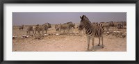 Herd of Burchell's zebras (Equus quagga burchelli) in a field, Etosha National Park, Kunene Region, Namibia Fine Art Print