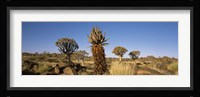 Different Aloe species growing amongst the rocks at the Quiver tree (Aloe dichotoma) forest, Namibia Fine Art Print