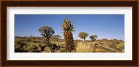 Different Aloe species growing amongst the rocks at the Quiver tree (Aloe dichotoma) forest, Namibia Fine Art Print