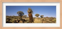 Different Aloe species growing amongst the rocks at the Quiver tree (Aloe dichotoma) forest, Namibia Fine Art Print