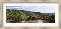 Vineyards, Obertuerkheim, Stuttgart, Baden-Wurttemberg, Germany Fine Art Print