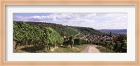 Vineyards, Obertuerkheim, Stuttgart, Baden-Wurttemberg, Germany Fine Art Print