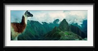 Alpaca (Vicugna pacos) on a mountain with an archaeological site in the background, Inca Ruins, Machu Picchu, Cusco Region, Peru Fine Art Print