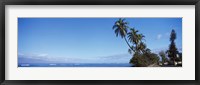 Palm trees on the coast, Lahaina, Maui, Hawaii, USA Fine Art Print