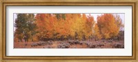 Jackson Hole in Autumn Fine Art Print