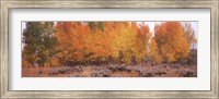Jackson Hole in Autumn Fine Art Print
