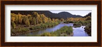 River flowing through a forest, Jackson, Jackson Hole, Teton County, Wyoming, USA Fine Art Print