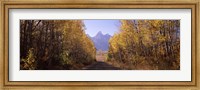 Road passing through a forest, Grand Teton National Park, Teton County, Wyoming, USA Fine Art Print