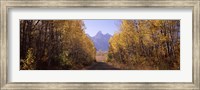 Road passing through a forest, Grand Teton National Park, Teton County, Wyoming, USA Fine Art Print